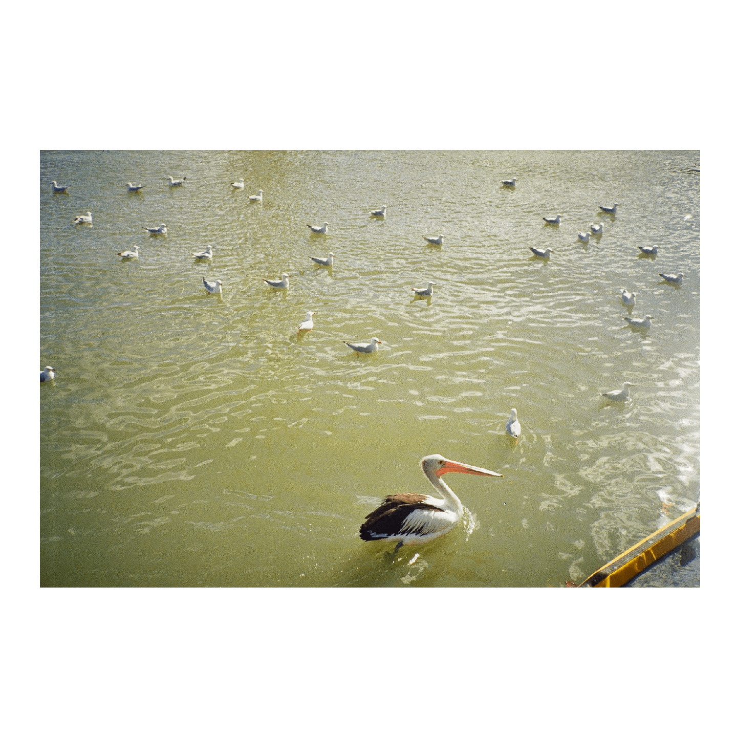 A pelican swims in murky water surrounded by many seagulls.