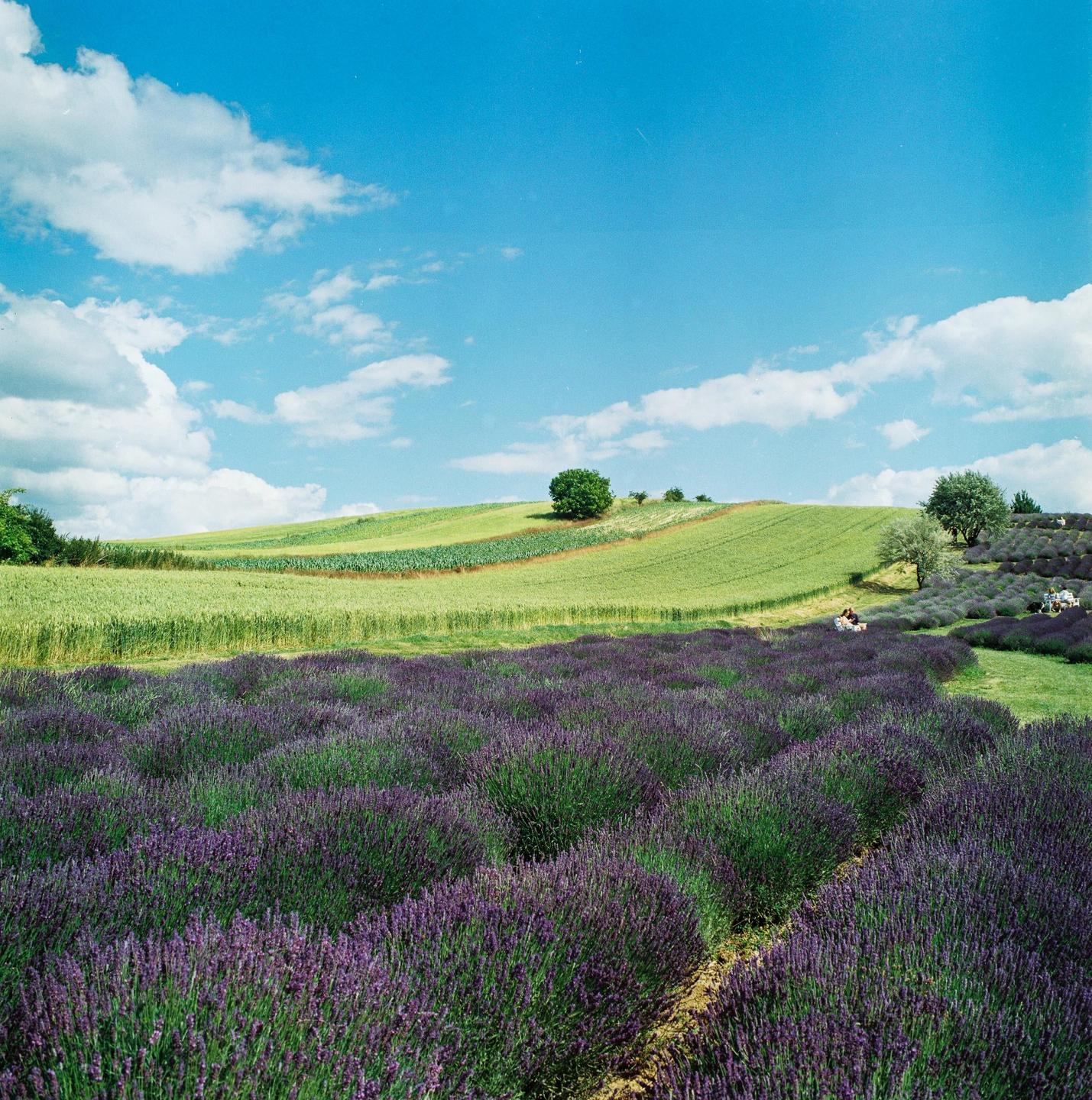 A field of lavender bushes stretches into the distance with green hills and a blue sky with clouds in the background.