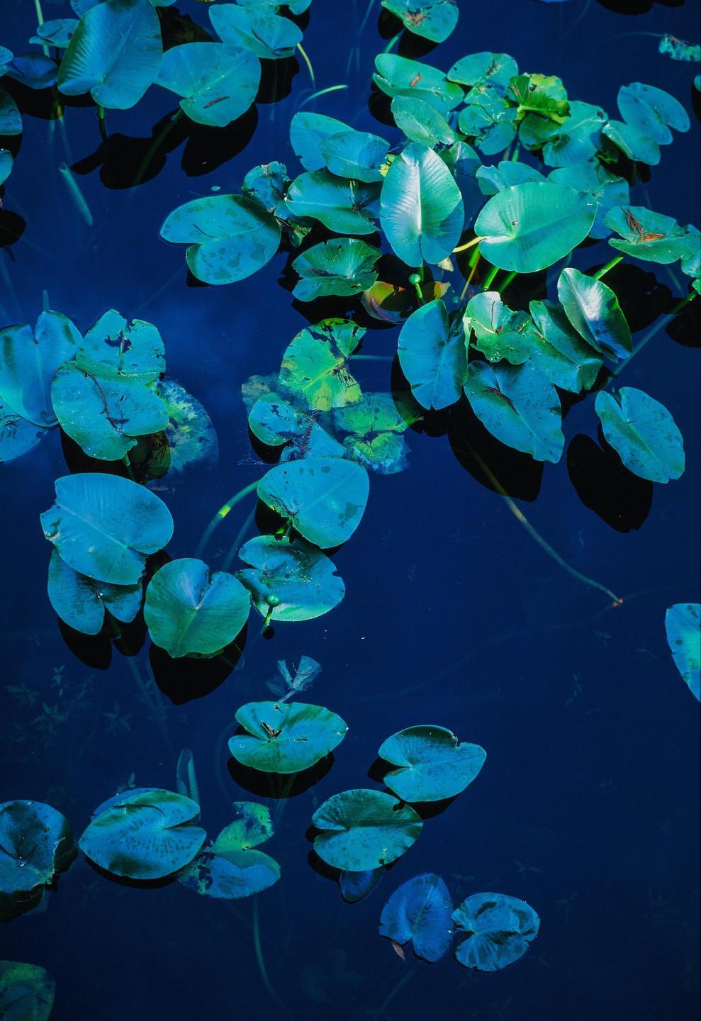 A cluster of lily pads floats on dark blue water.