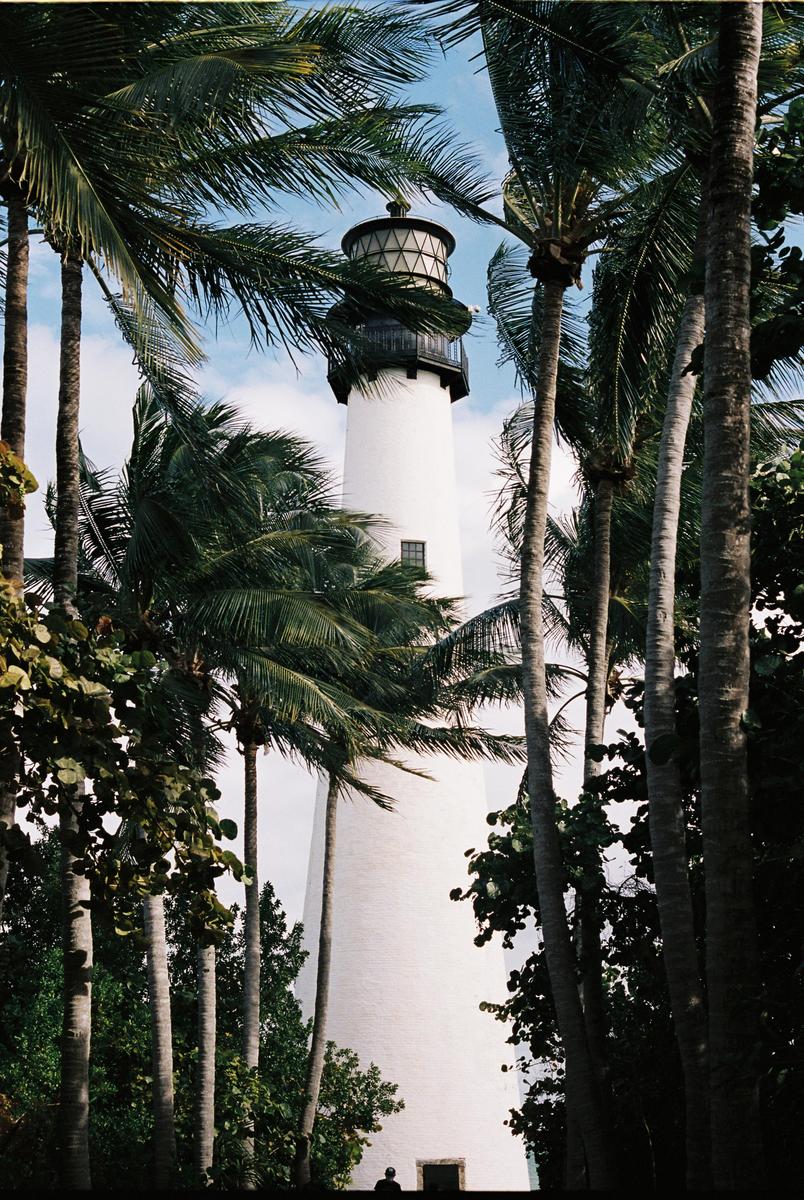 A white lighthouse stands tall amidst a dense grove of palm trees under a blue sky.