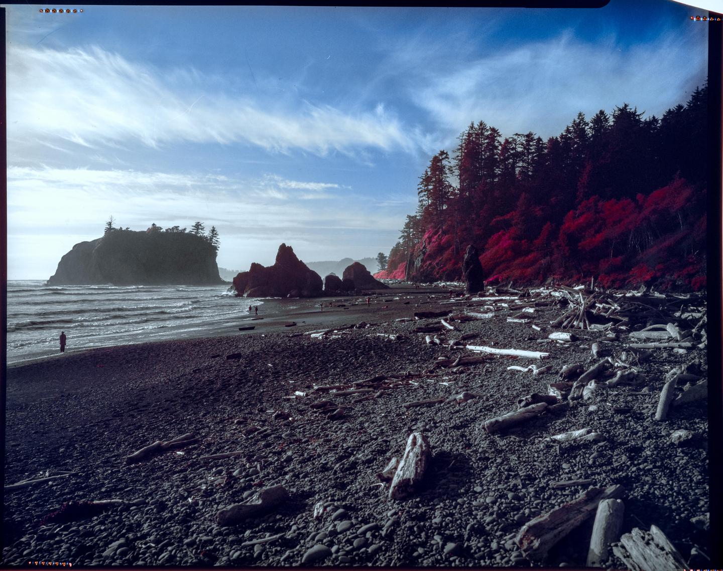 A wide view of Ruby Beach shows a rocky shore with driftwood, a forest with red foliage, and large rock formations in the water.