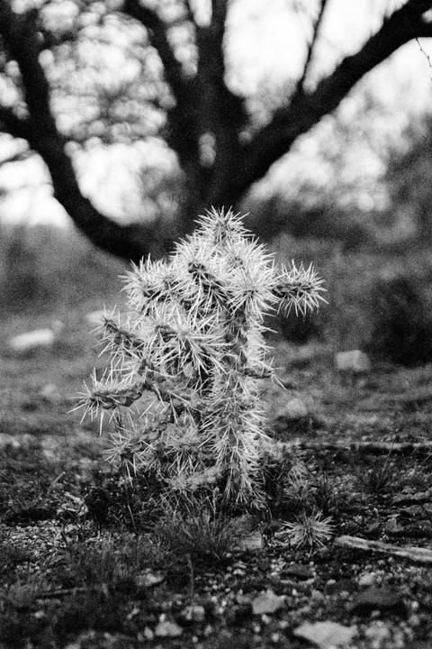 A small, spiky cactus stands in the foreground with a large, dark tree in the blurred background.