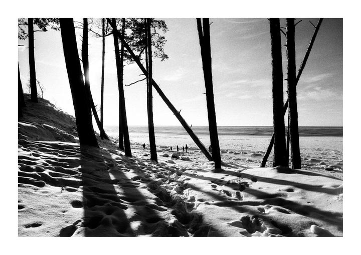 A group of people walk on a snowy beach with tall trees in the foreground casting long shadows.