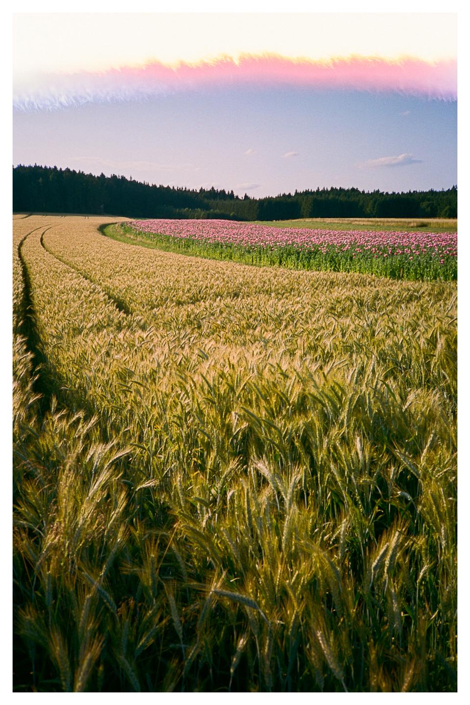A field of golden wheat and pink flowers stretches towards a dark forest under a bright sky with a colorful light leak.