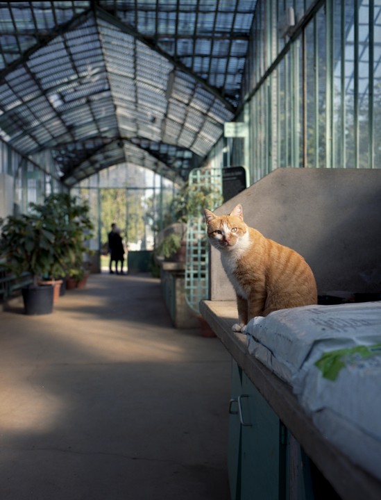 An orange and white cat sits on a ledge in a greenhouse with a person in the background.