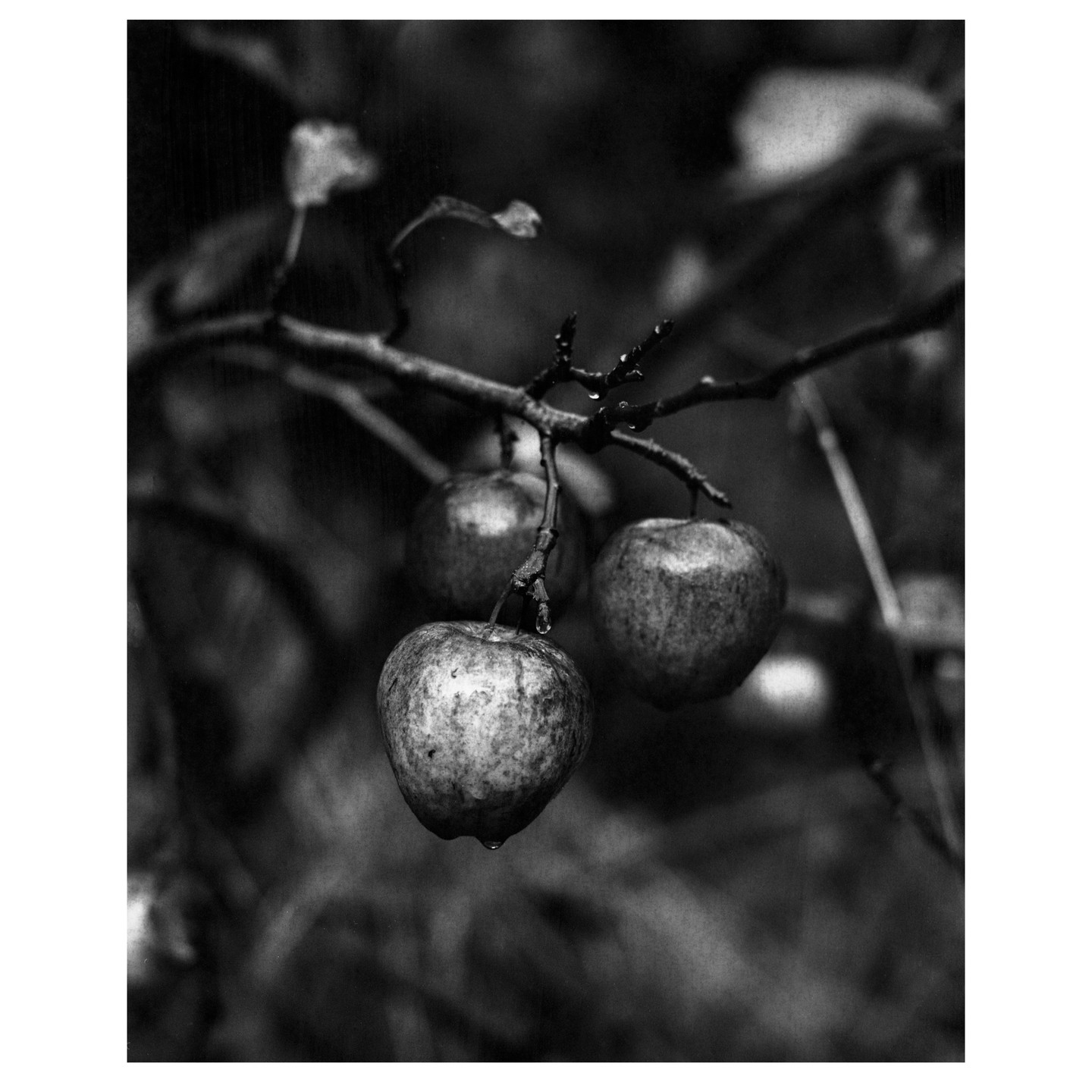 Three apples hang from a branch, with water droplets visible on their skin and the branch.