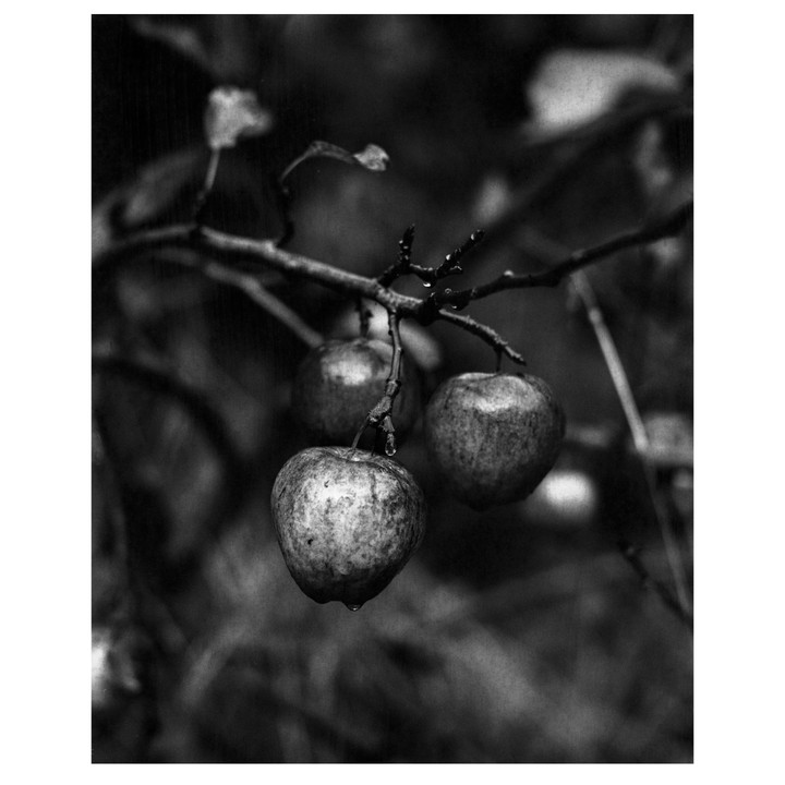 Three apples hang from a branch, with water droplets visible on their skin and the branch.