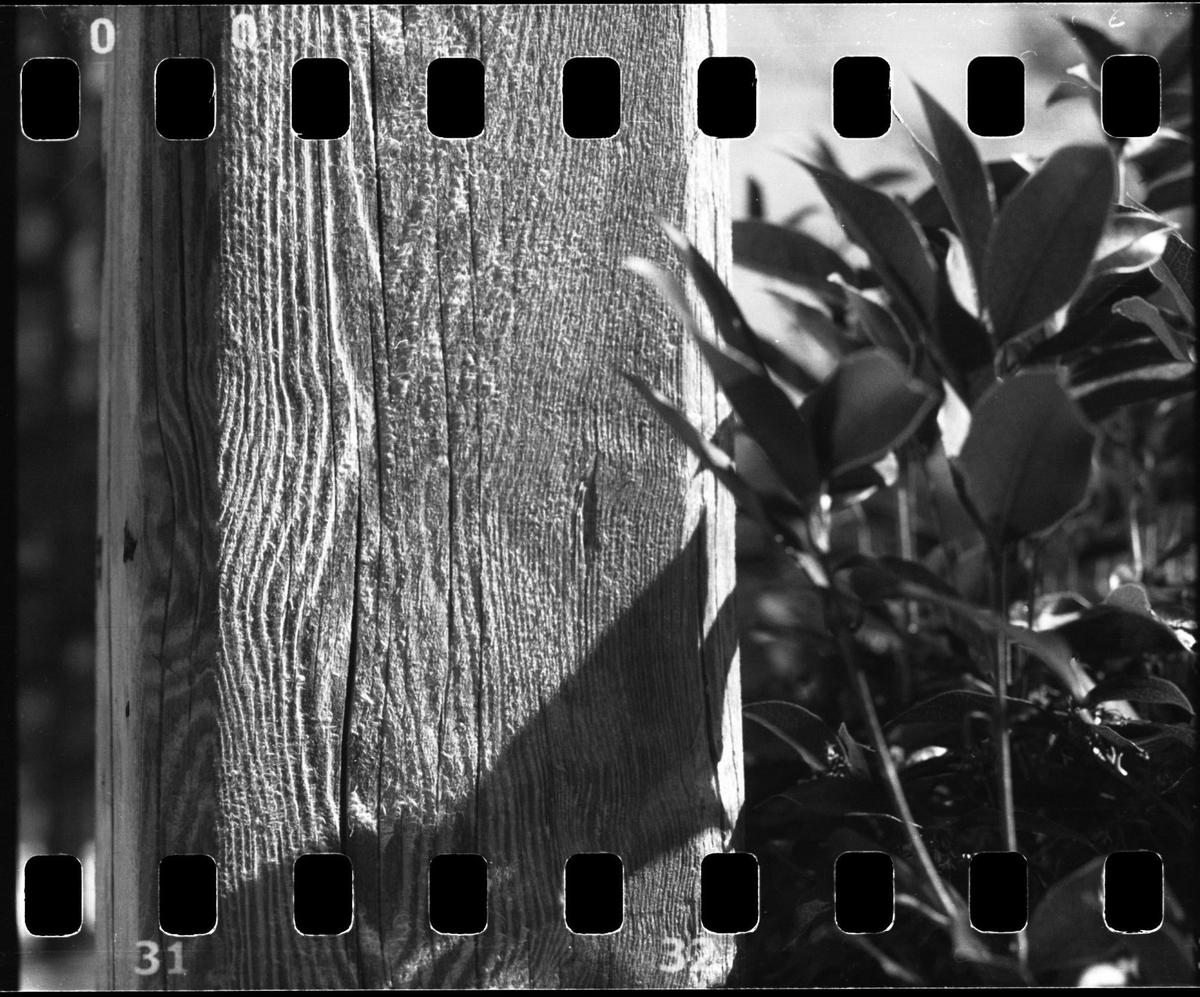 A wooden post with a shadow cast on it stands next to leafy plants.