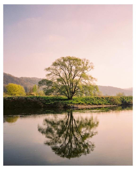 A large tree with green leaves stands on a grassy bank next to a river, with its reflection visible in the water.