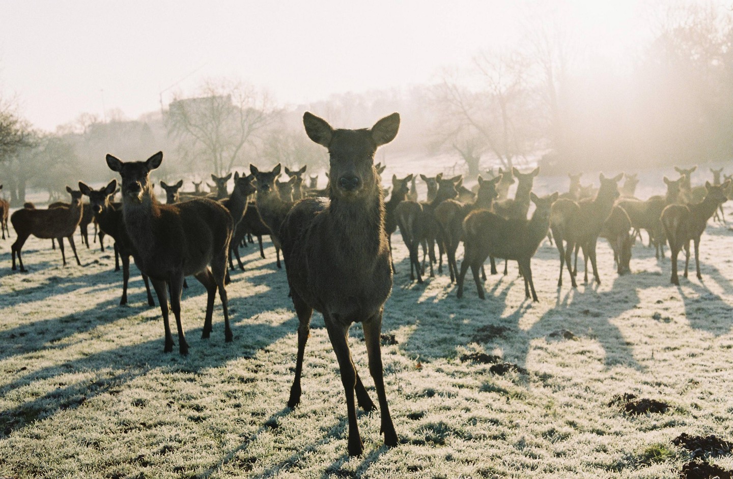 A herd of deer stands in a frosty field with long shadows stretching behind them.