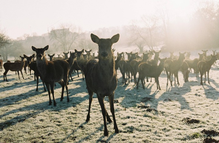 A herd of deer stands in a frosty field with long shadows stretching behind them.
