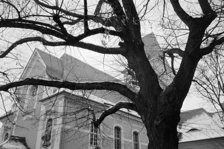 A large tree with bare branches stands in front of a building with a steeple and snow on its roof.
