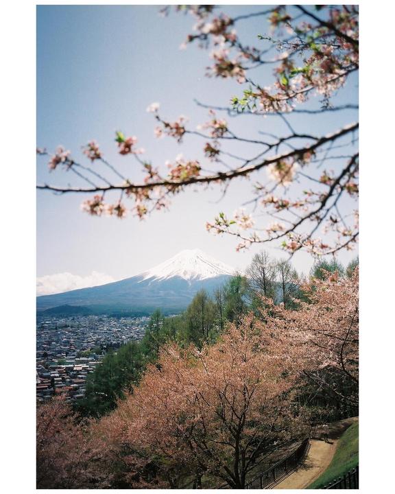 A snow-capped mountain rises above a town and cherry blossom trees.