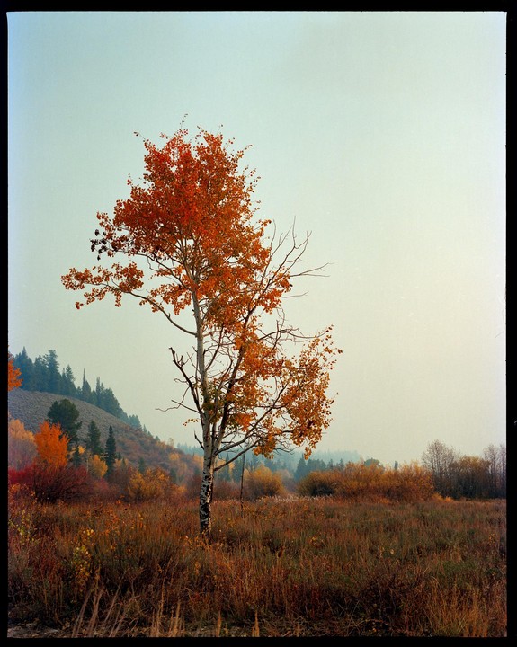 A single tree with bright orange leaves stands in a field of tall grass with a hazy sky.