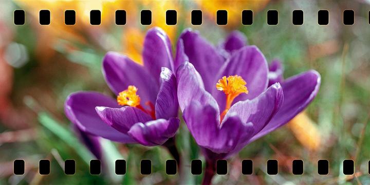 Two purple crocus flowers with orange stamens are shown in a close-up view.