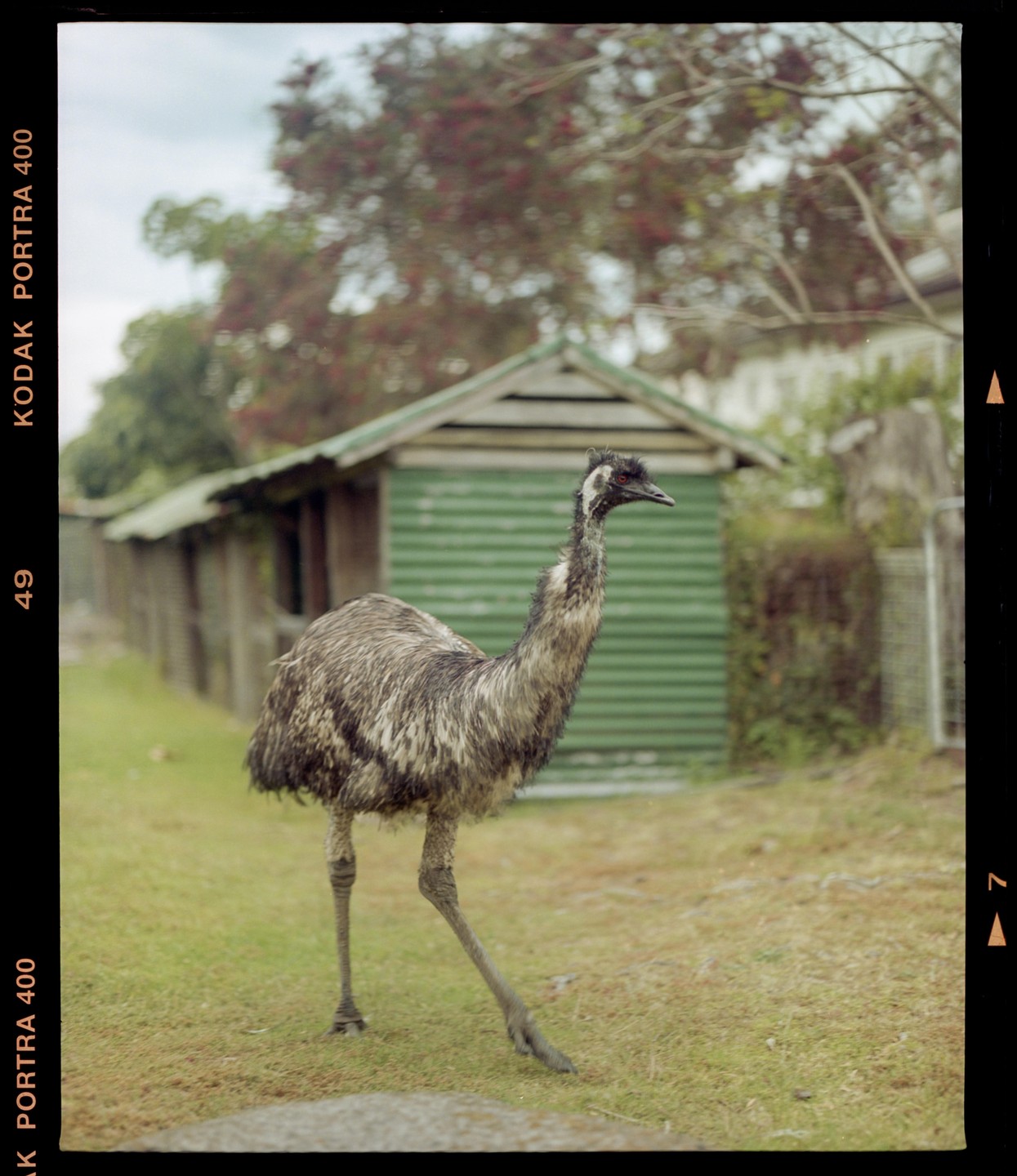 An emu stands on a grassy area in front of a green shed.