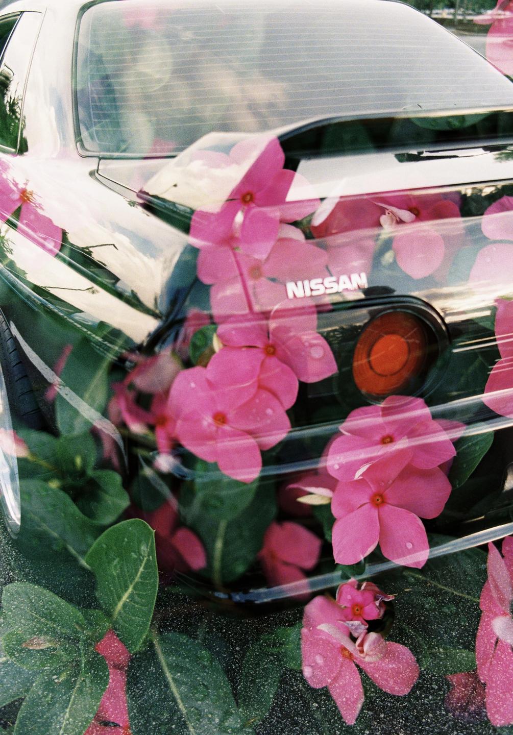 Pink flowers are double exposed over the back of a black Nissan car.