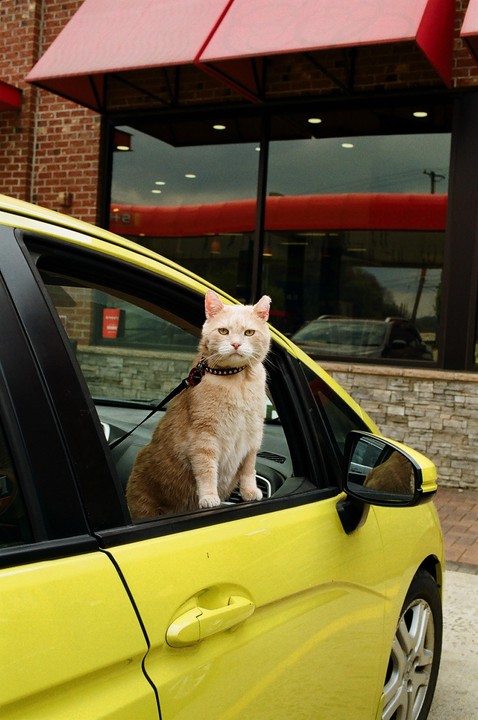 A cat sits in the open window of a yellow car, looking forward.