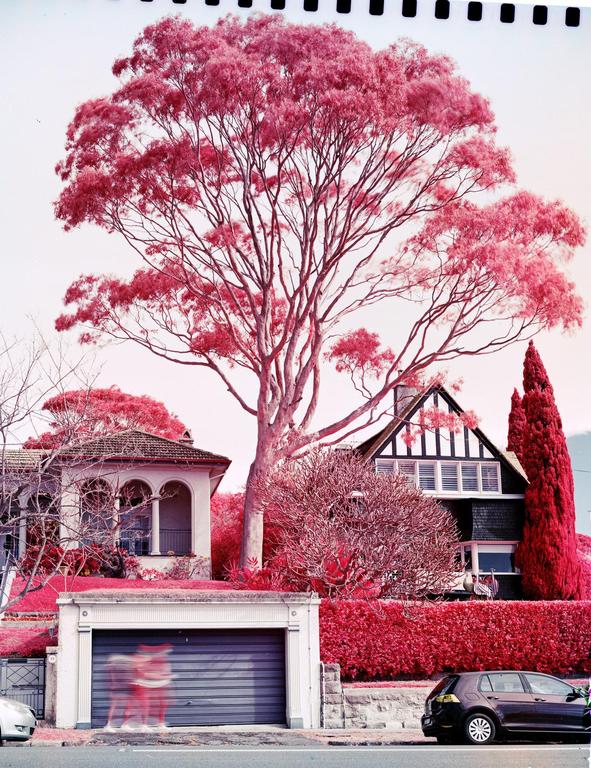 A street is lined with houses and trees with bright pink foliage.