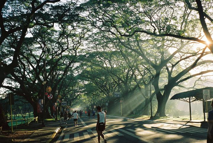 A tree-lined road with people walking and sunlight streaming through the canopy.