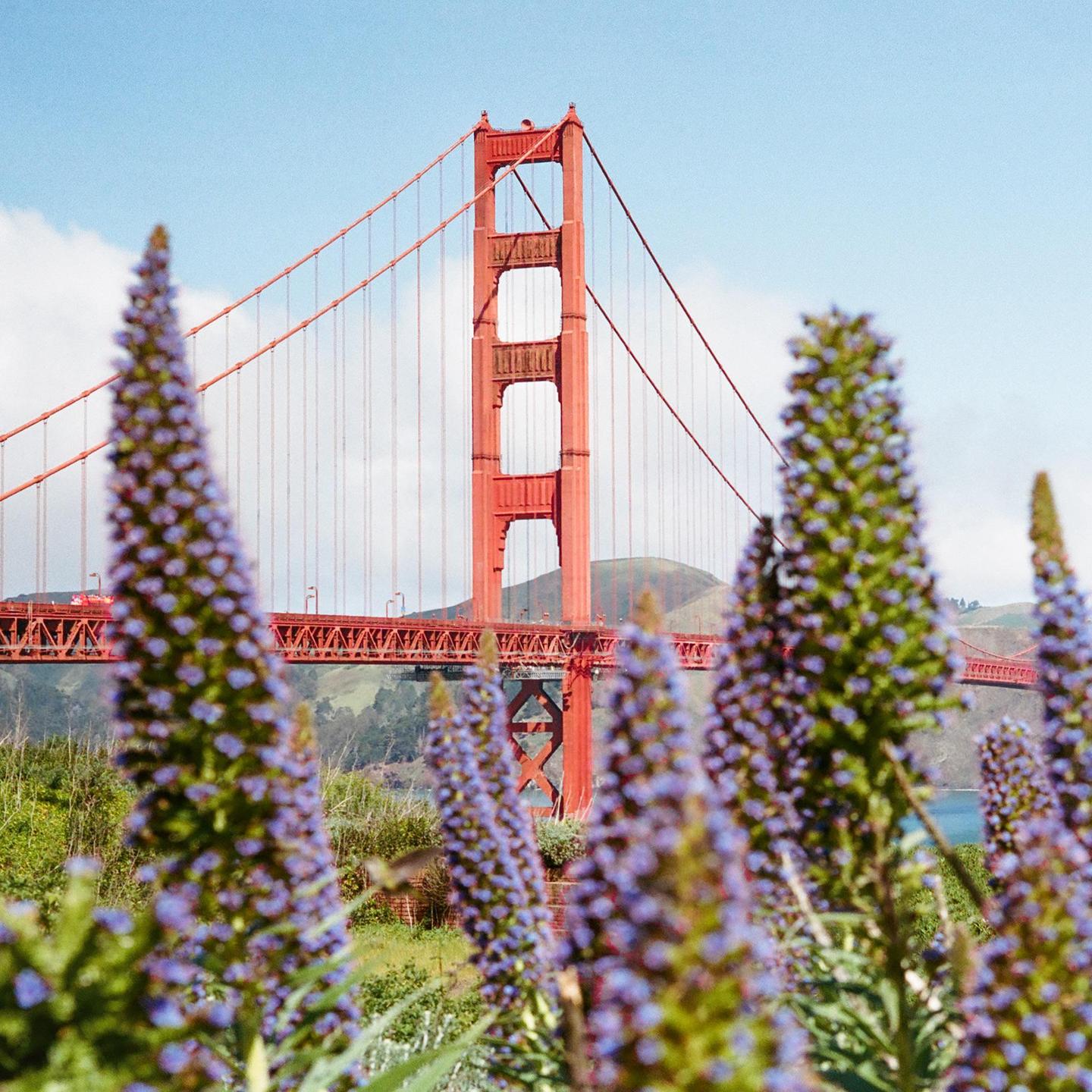 Purple flowers are in the foreground of a red bridge over water with a hill in the background.