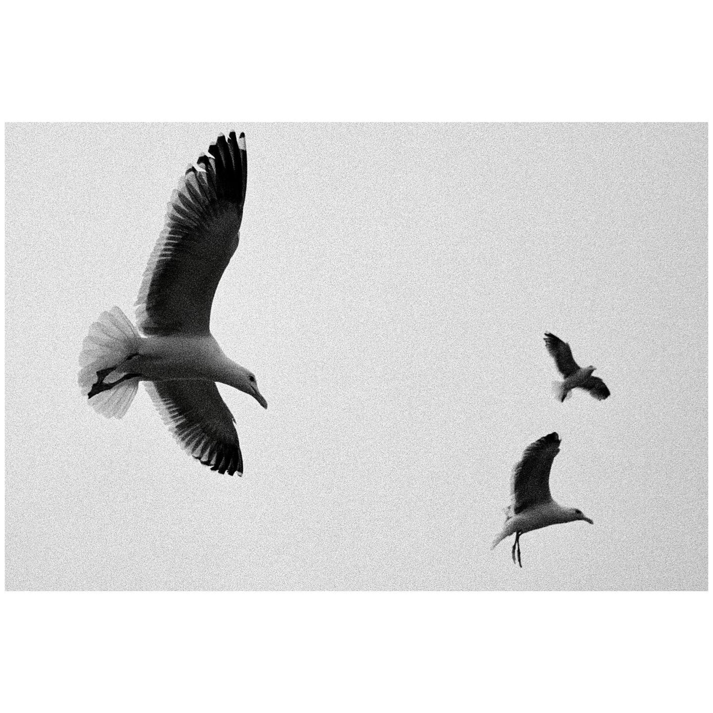 Three seagulls fly against a bright, overcast sky.