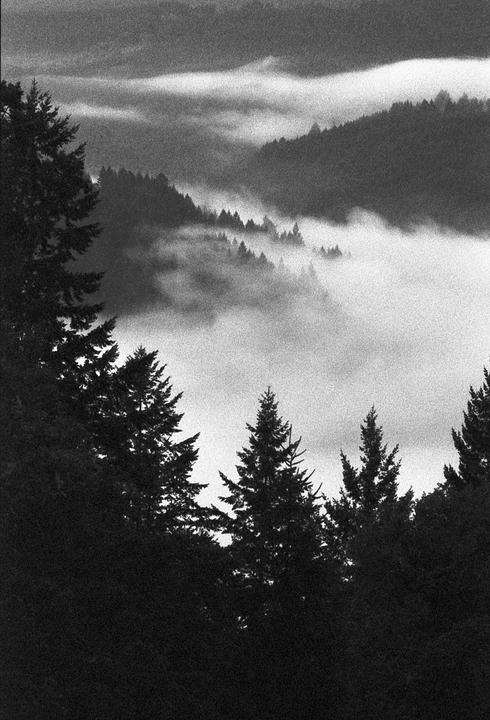 A black and white landscape shows a valley filled with fog and surrounded by pine trees.