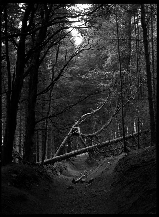 A fallen tree lies across a narrow path in a dark forest.