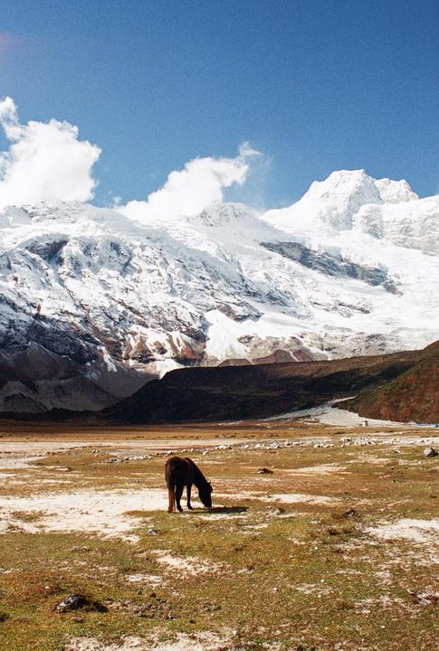 A horse grazes in a field with snow-capped mountains in the background under a blue sky.