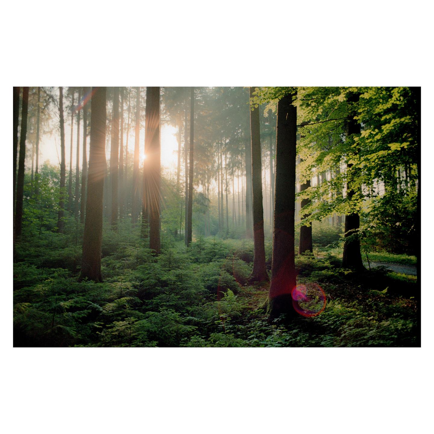Sunlight streams through a dense forest with tall trees and abundant undergrowth.