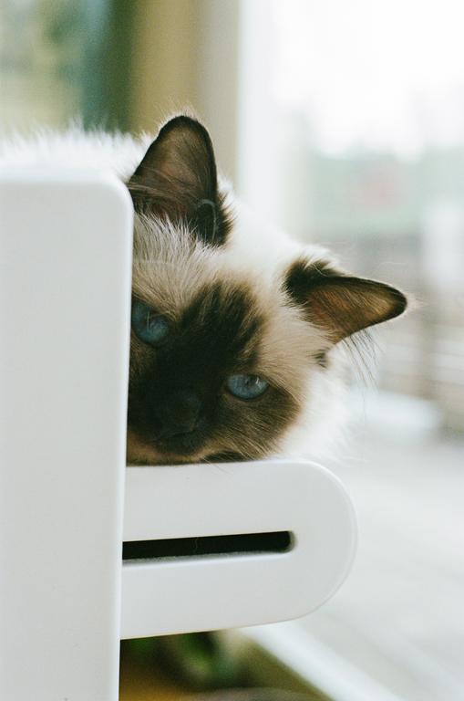 A cat with blue eyes and dark brown fur on its face and ears peeks from behind a white object.