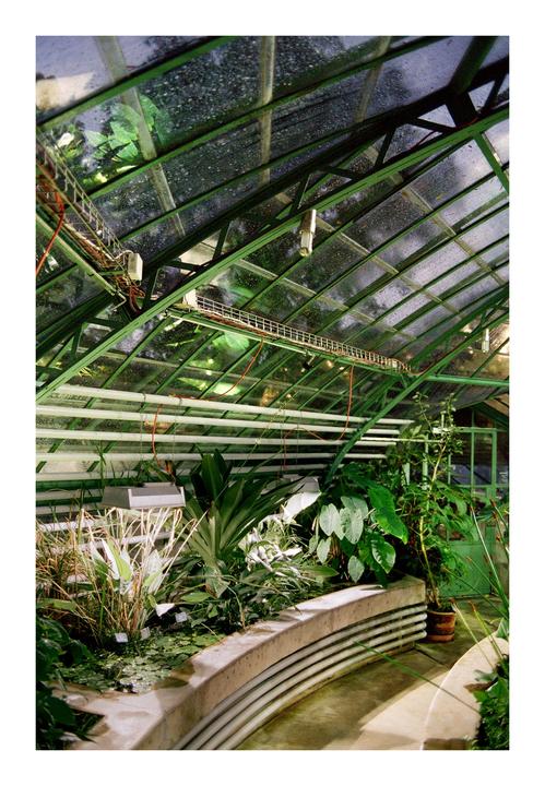 Lush green plants grow in a greenhouse with a glass roof and concrete planters.