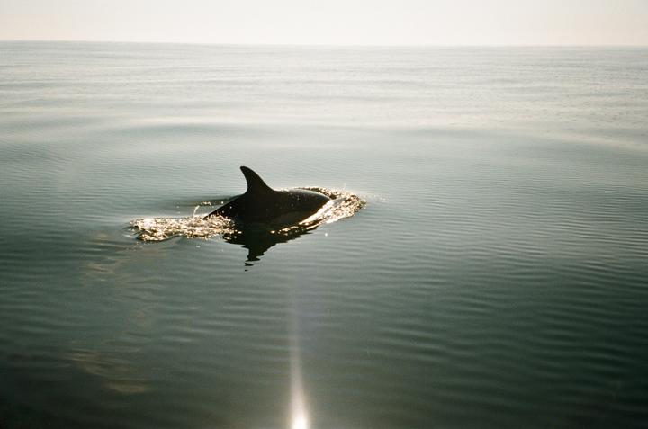 A dolphin swims in calm water with a bright reflection of the sun.