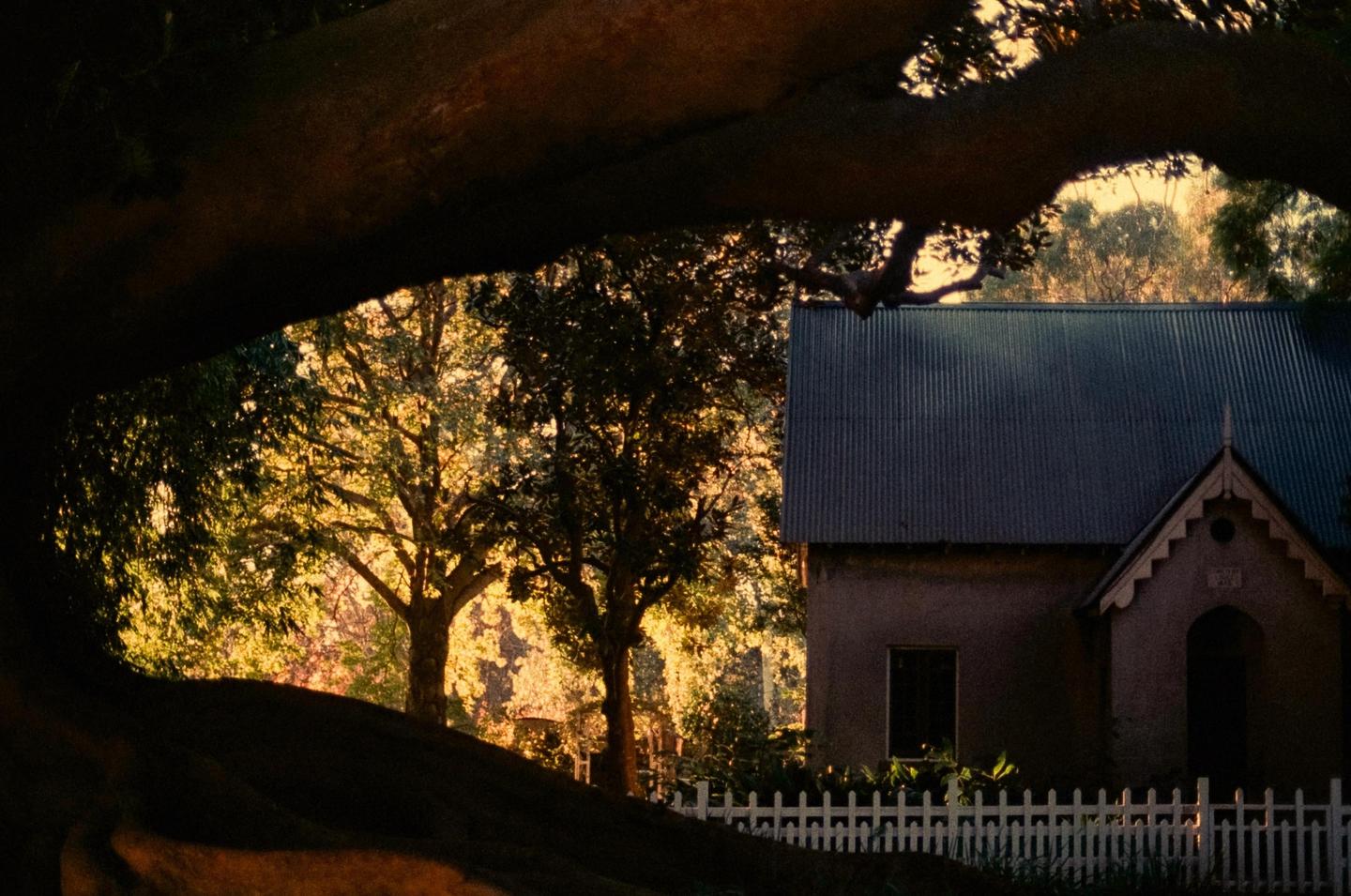 A house with a white picket fence is visible through the dark branches of a large tree.