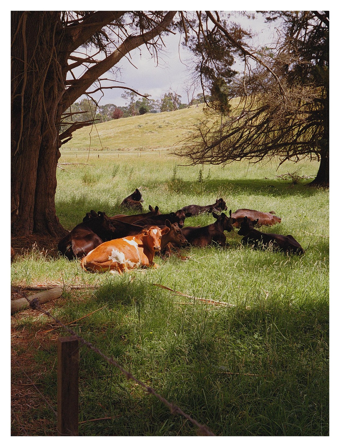 A herd of cattle rests in the shade of a large tree in a grassy field.