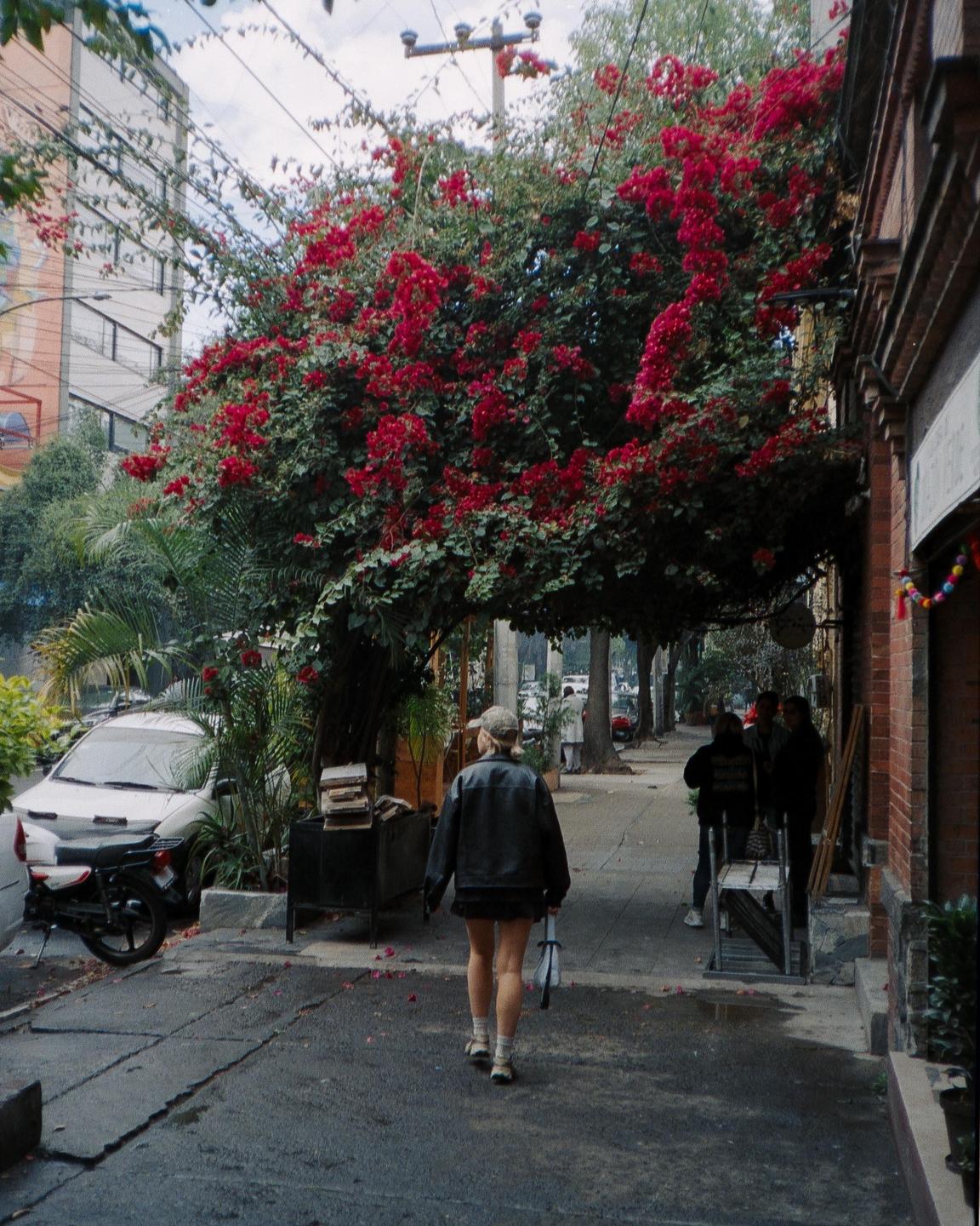 A woman walks down a street lined with buildings and a large tree with red flowers.