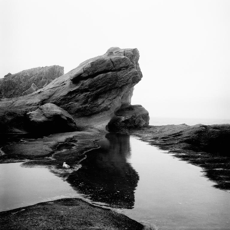 A seagull stands next to a tidal pool reflecting a large rock formation on a hazy day.
