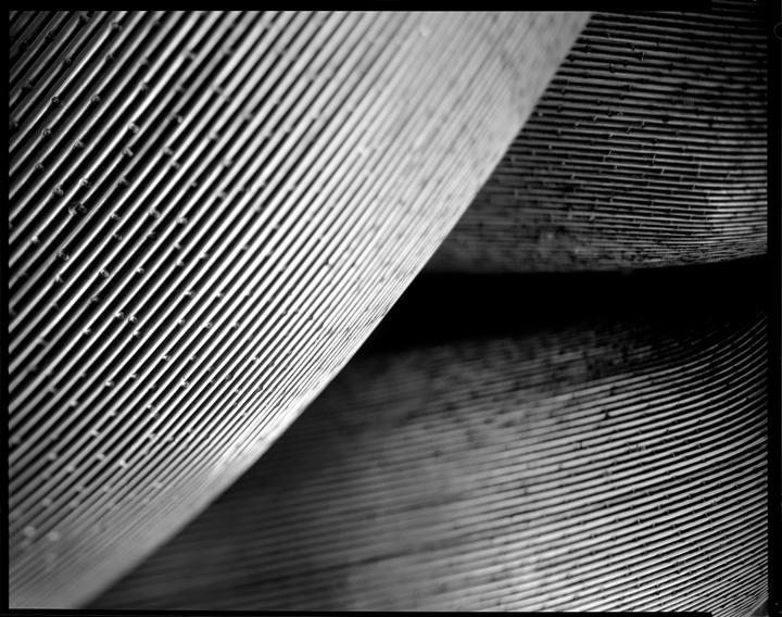 A close-up, abstract black and white image shows parallel lines with small dots on them, creating a pattern.