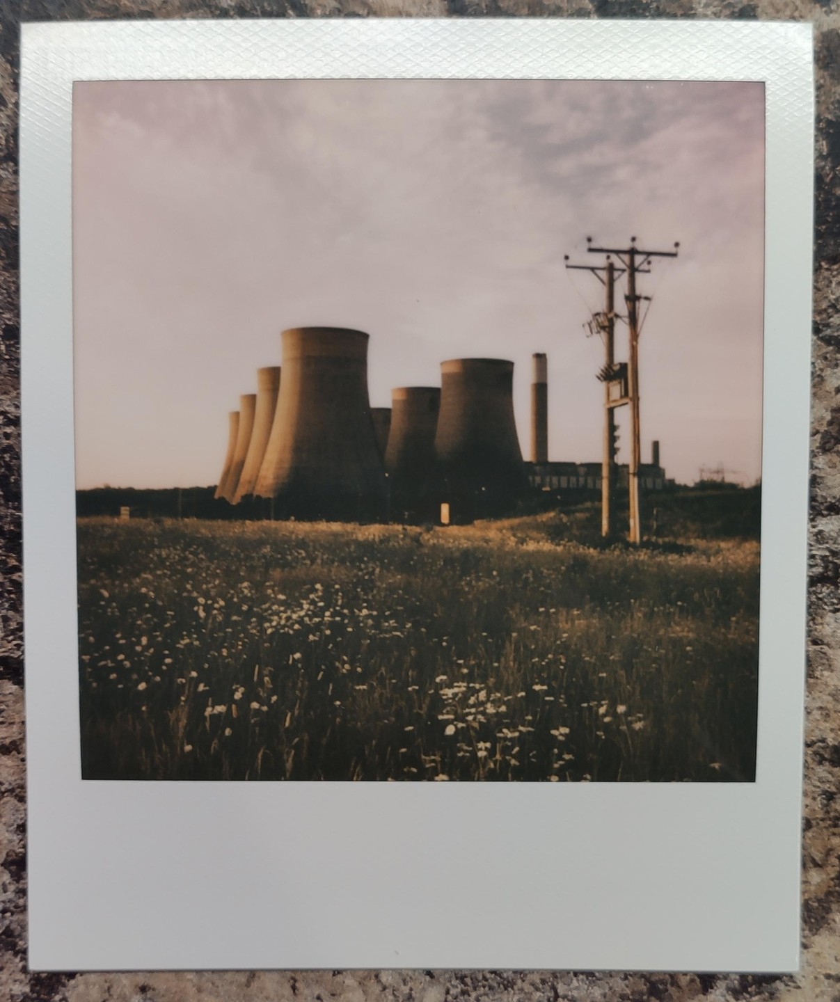 A field of wildflowers sits in front of several cooling towers and a utility pole.