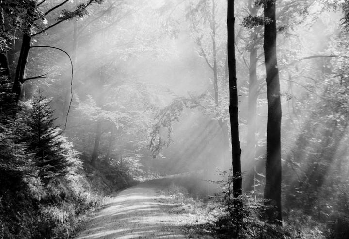 Sunlight streams through a hazy forest onto a winding dirt path.
