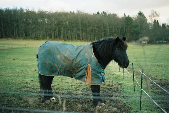 A black horse wearing a blue blanket stands in a muddy field with a forest in the background.