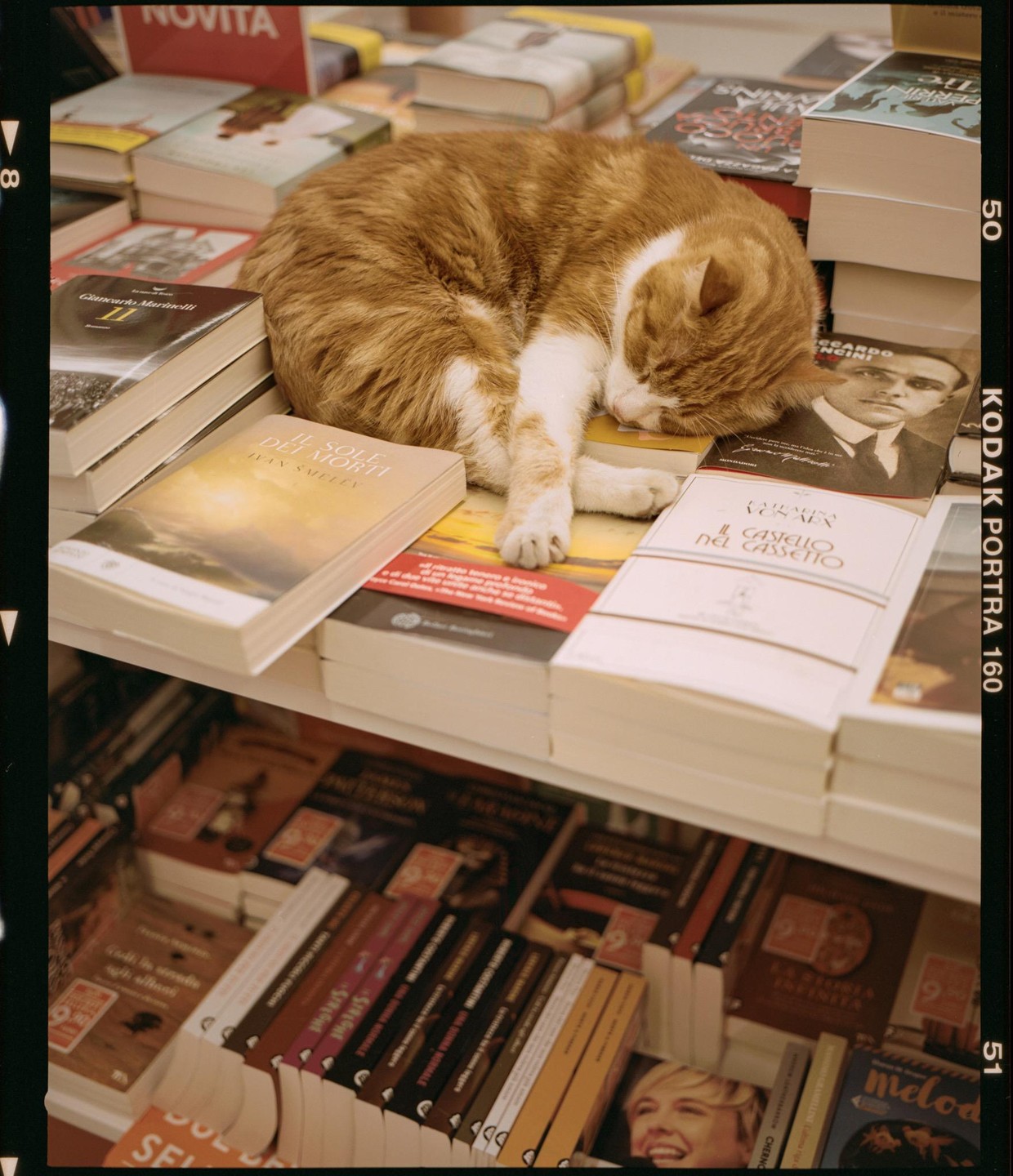 An orange and white cat sleeps curled up on a stack of books in a bookstore.