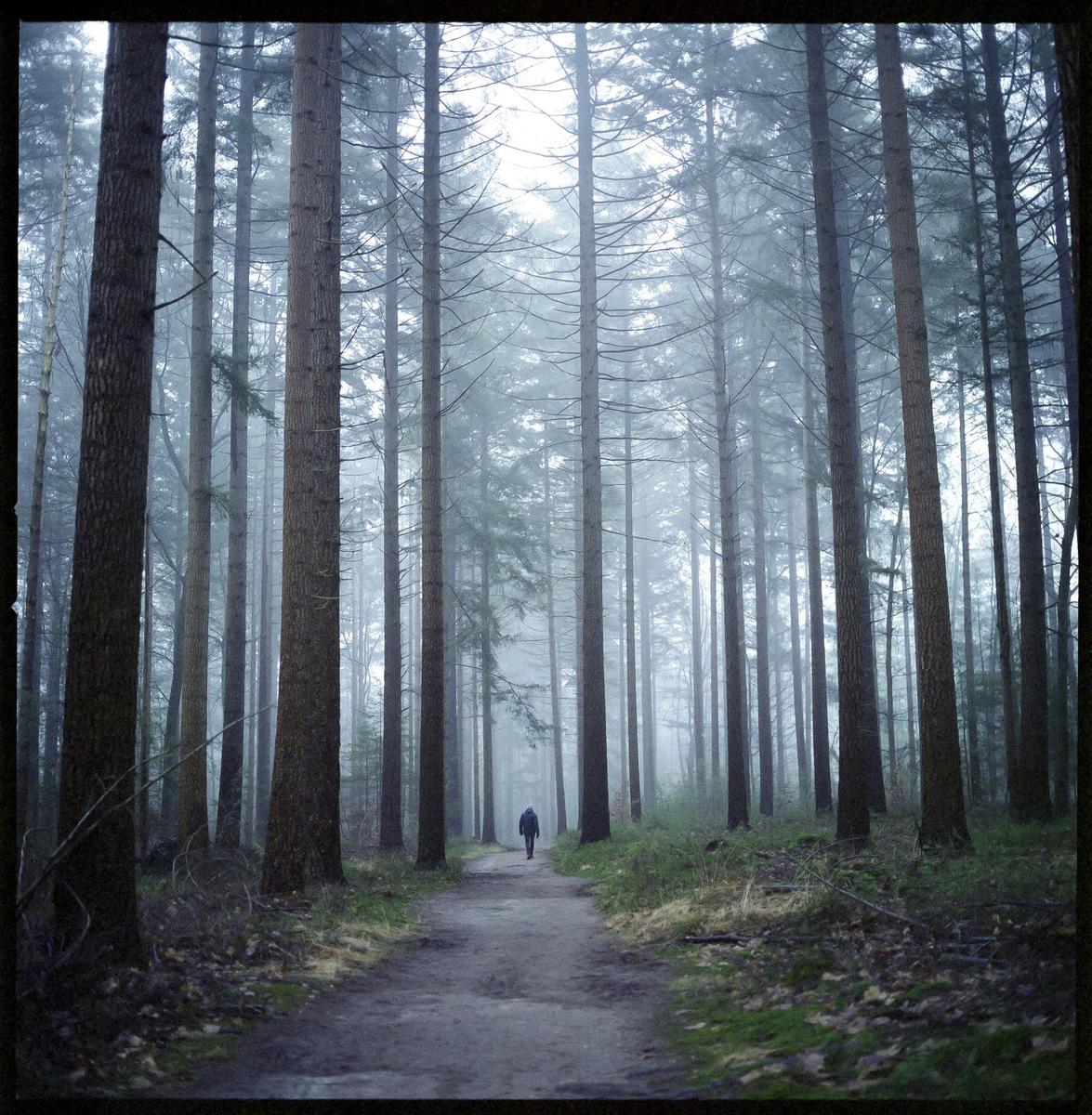 A person walks down a path through a foggy forest.