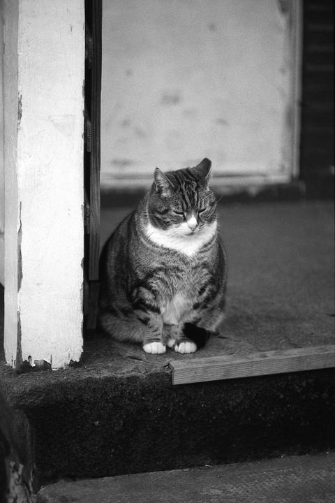 A tabby cat with closed eyes sits on a step next to a peeling white post.
