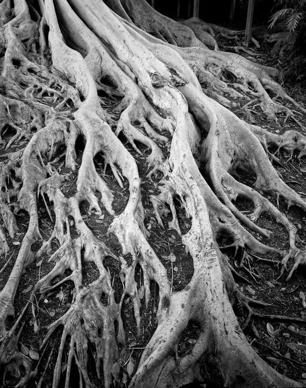 Large, gnarled tree roots spread across the ground, with some leaves scattered among them.