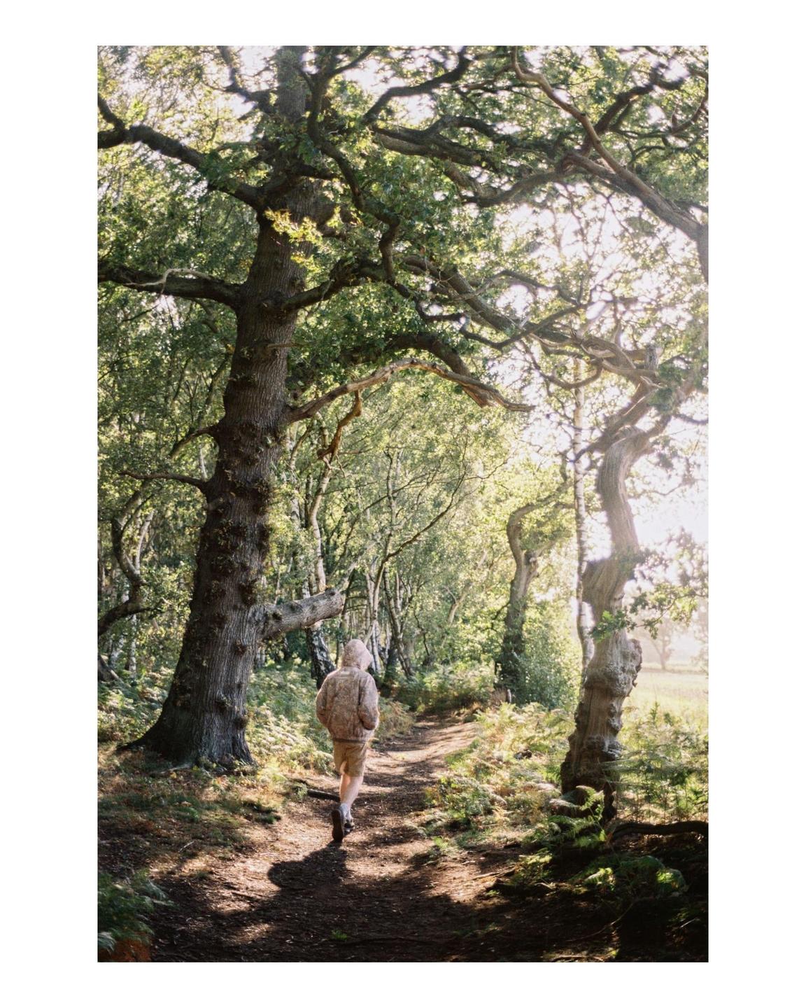 A person walks along a path through a forest with large trees and ferns.