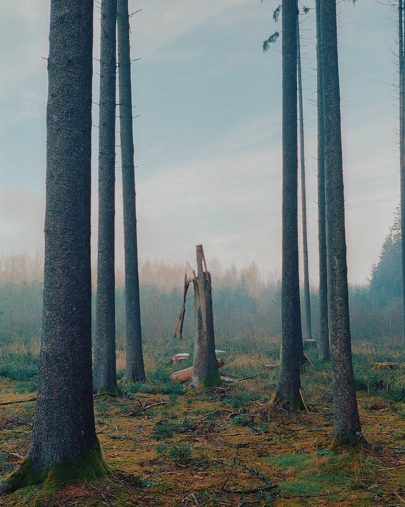 A broken tree trunk stands in a forest with tall, slender trees and a hazy sky.