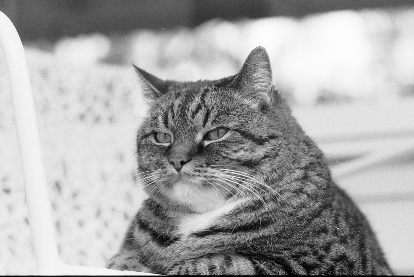 A tabby cat with white fur on its chest is looking to the left.