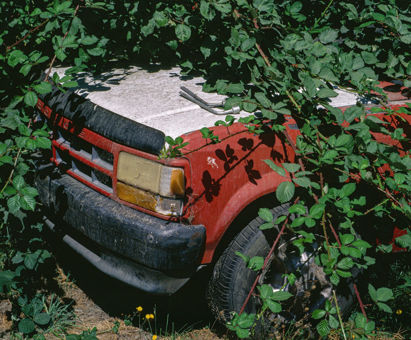 A red vehicle is overgrown with green foliage and small yellow flowers.