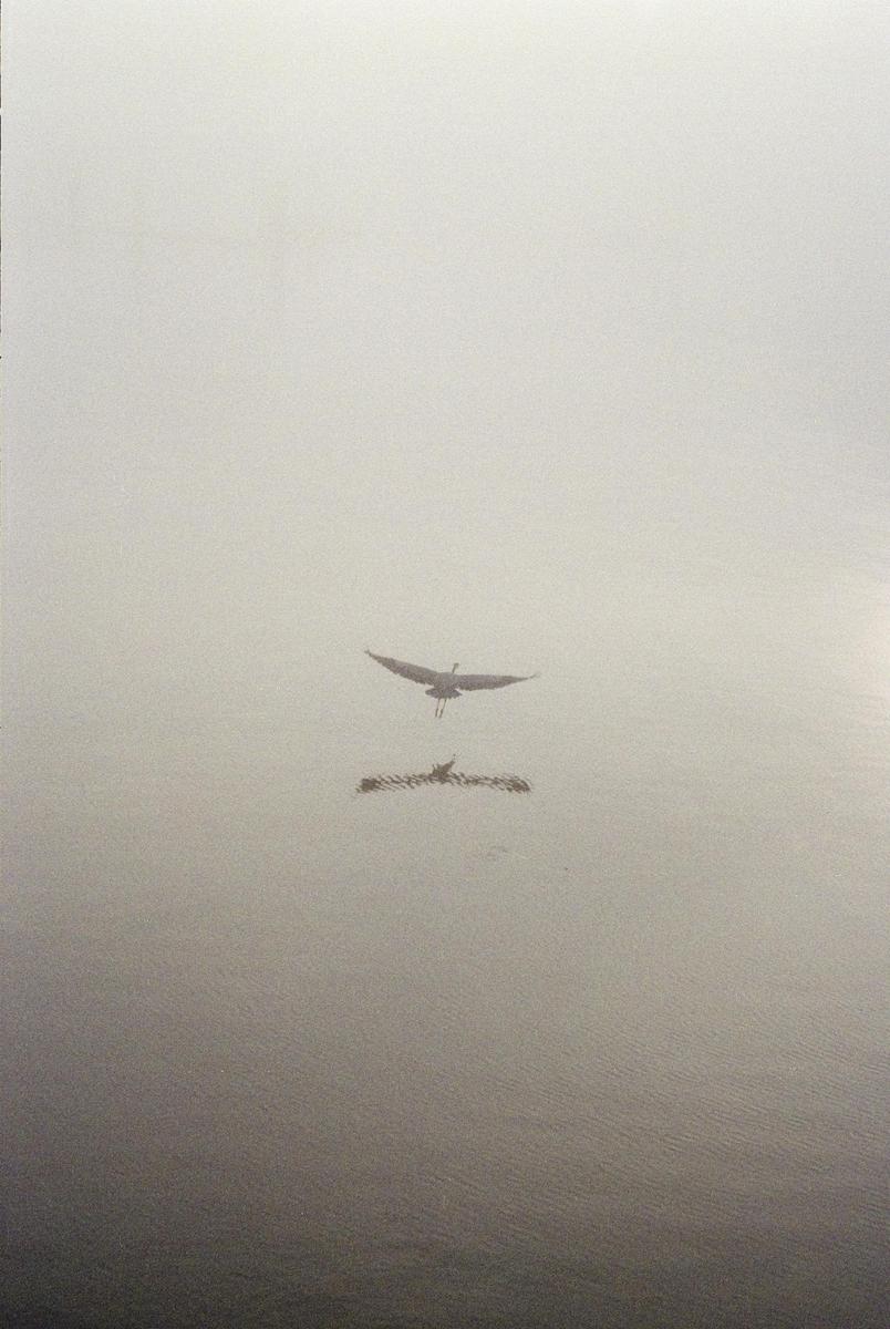 A heron flies over water, its reflection visible below, in a hazy, monochromatic scene.